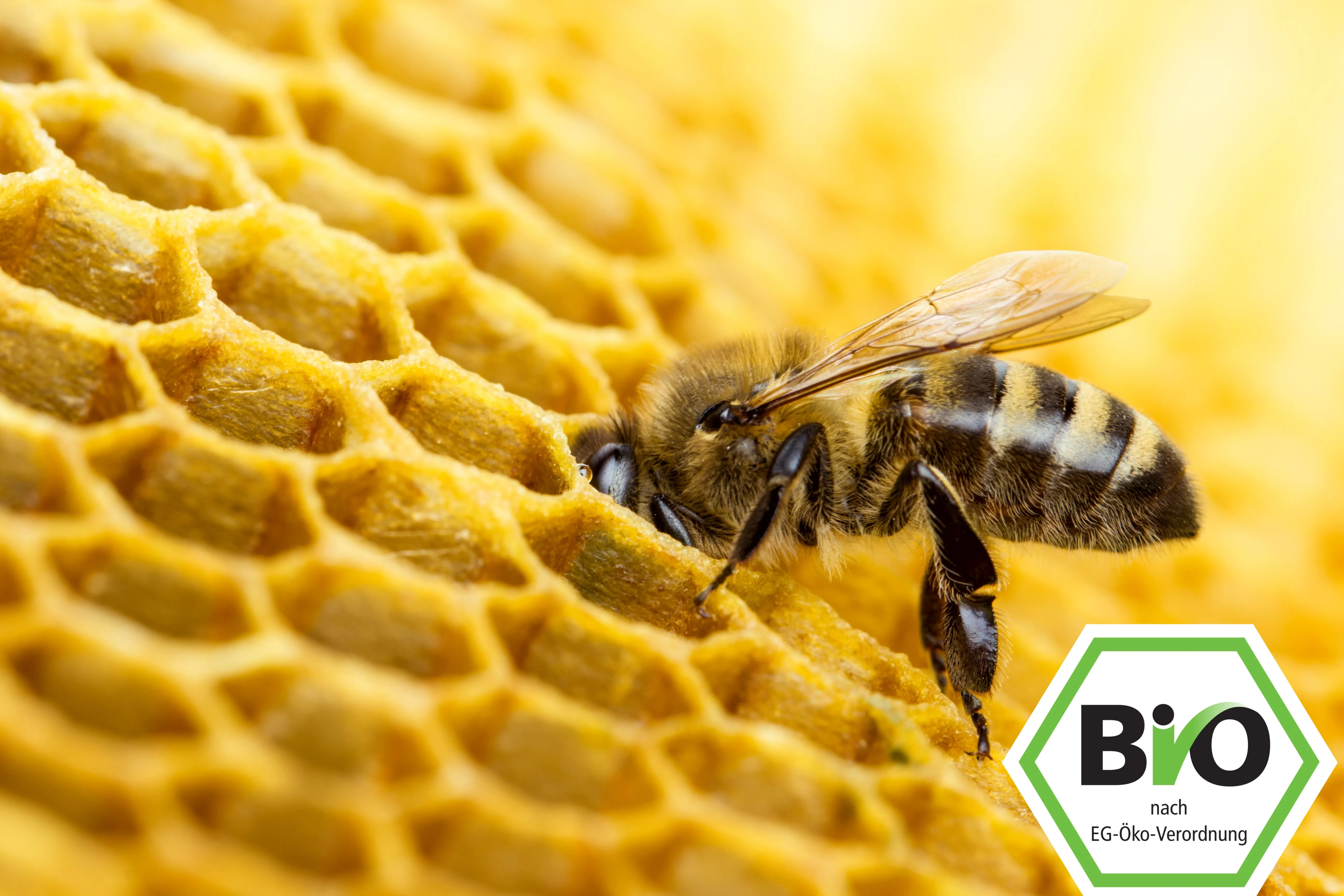 Reine Carnica de race pure Ligne Sklenar 47/G/10