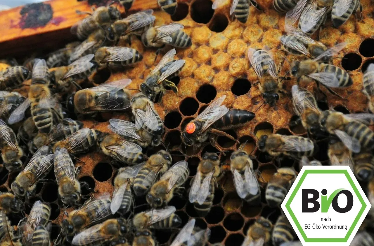 Reine Bio Carnica, fécondée à l’apiary Ligne Sklenar