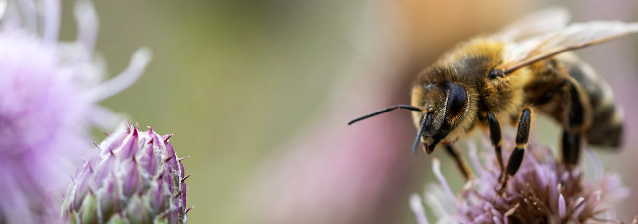 Motiv Bienenkoenigin