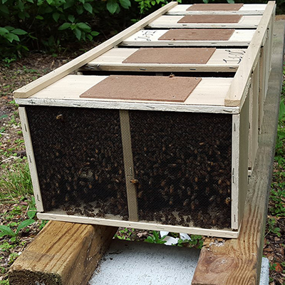 Bienenzucht Profi - Kunstschwaerme - Kiste