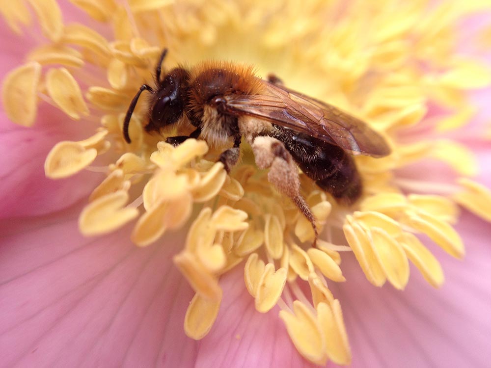 Biene auf gelber Blume