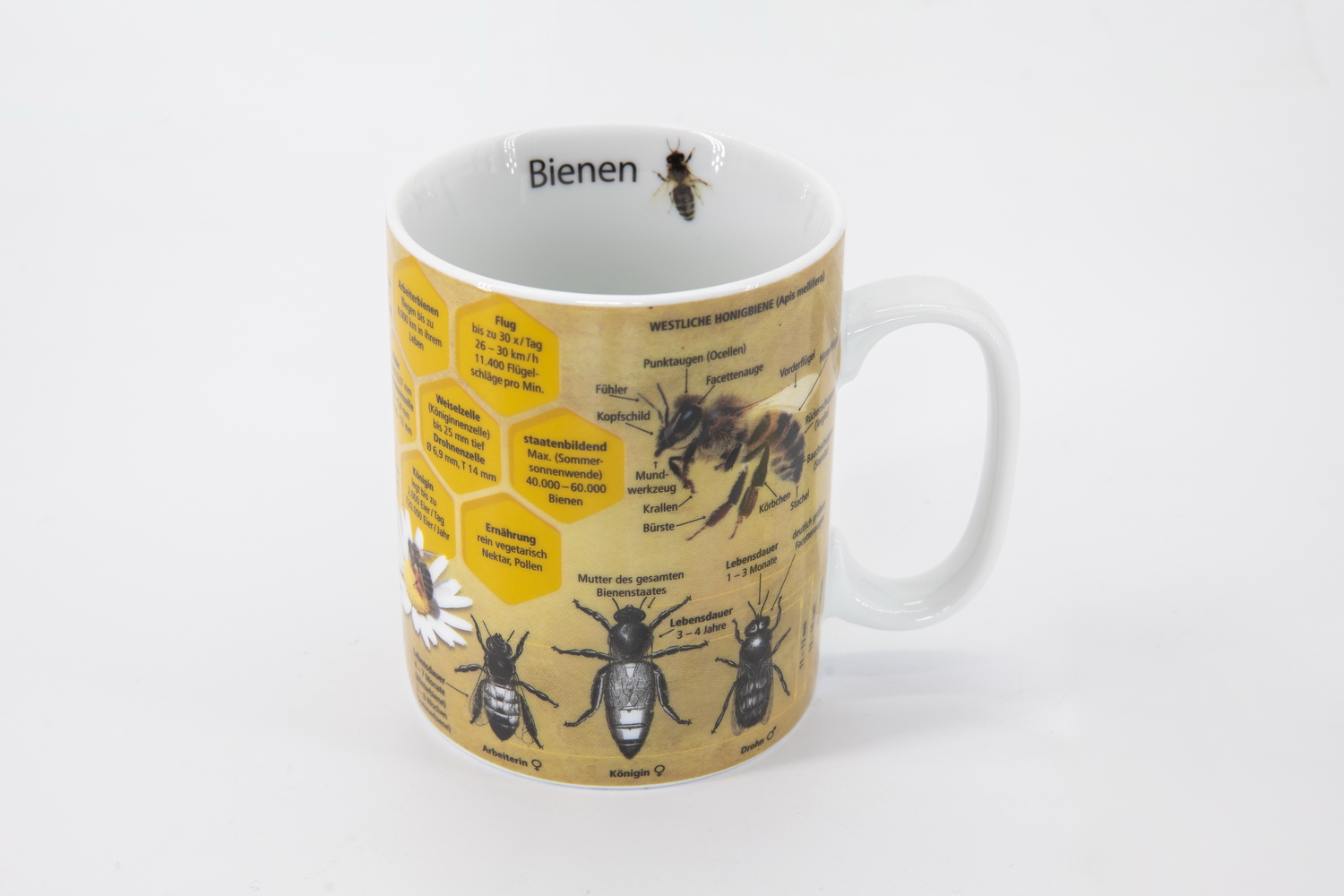 Bieno®Casa Wissensbecher