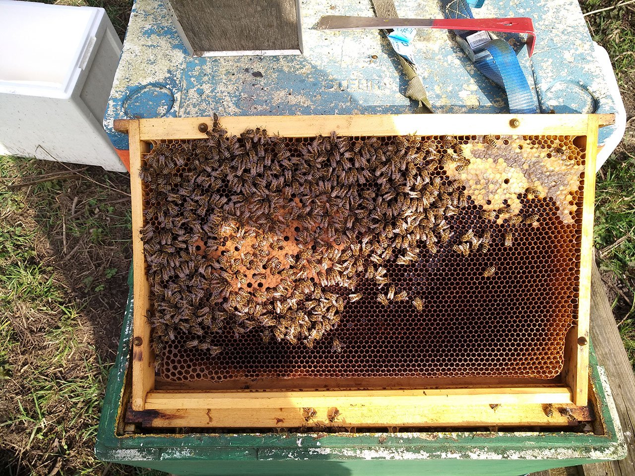 schwaches-bienenvolk