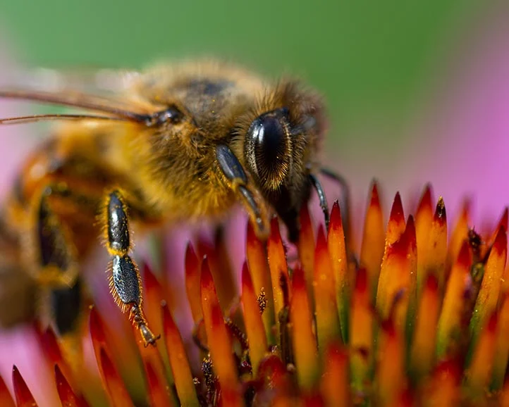 Biene auf roter Blume