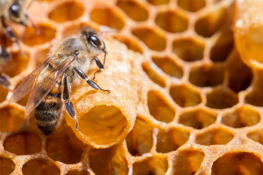 Imker Blog - Bienenarten - Bienenrassen Deutschland