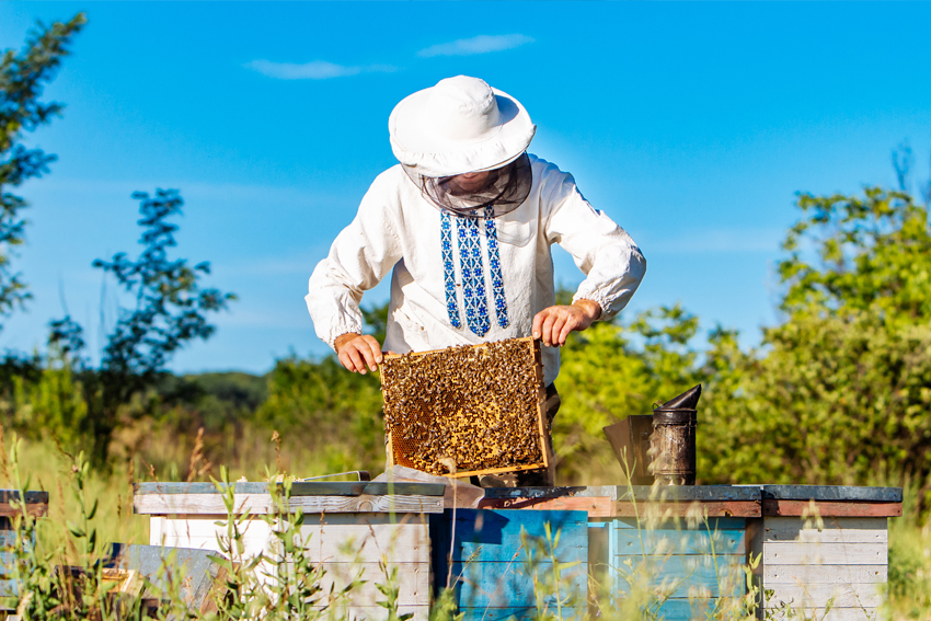 imker-blog-tipps_bienenzucht-profi-imkerarbeiten-juni-bienenvolk