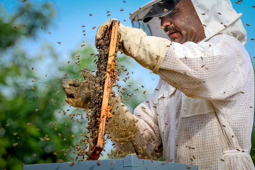 Abschlussarbeiten am Bienenstand im August