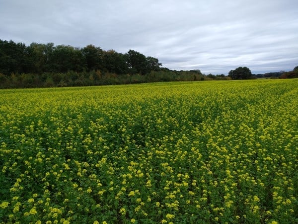 Senfblüte im Spätherbst