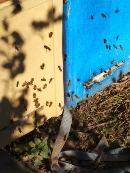 Bienenflug im November