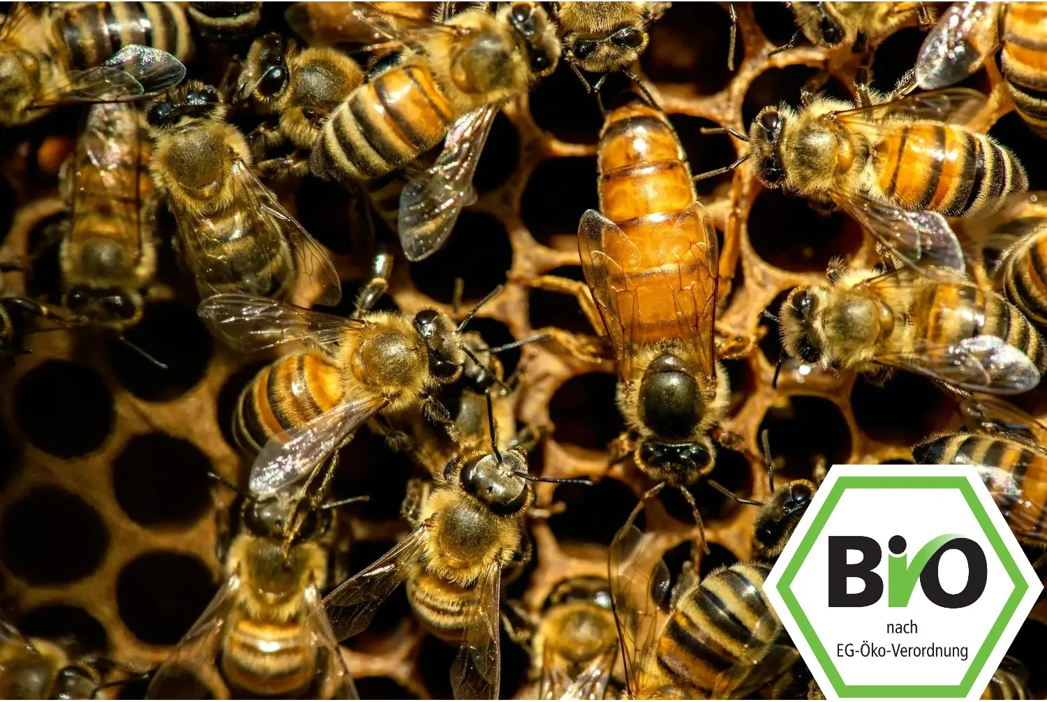 Reine d’abeilles Ligustica bio fécondation en station