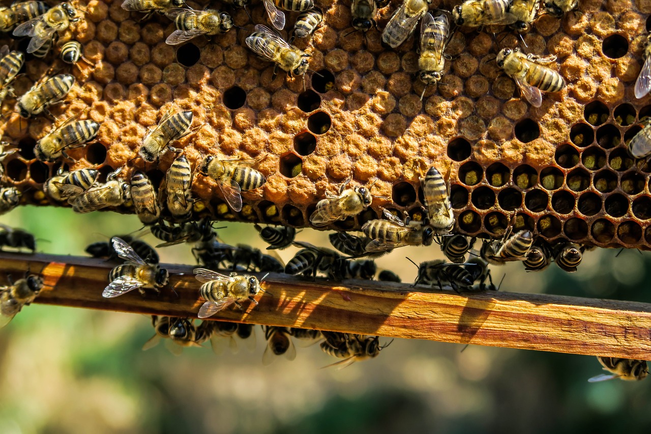 Wie funktioniert das Bienen mieten