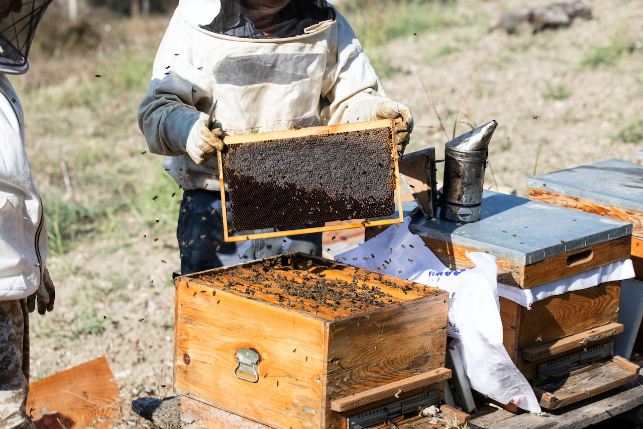 Dunkle Biene Kunstschwarm belegstellenbegattet