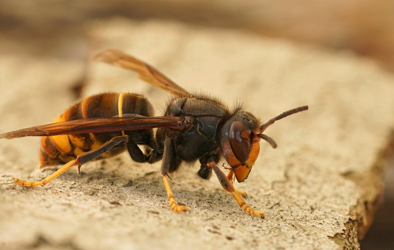 bienenzucht-profi-bzp-imker-blog-asiatische-hornisse