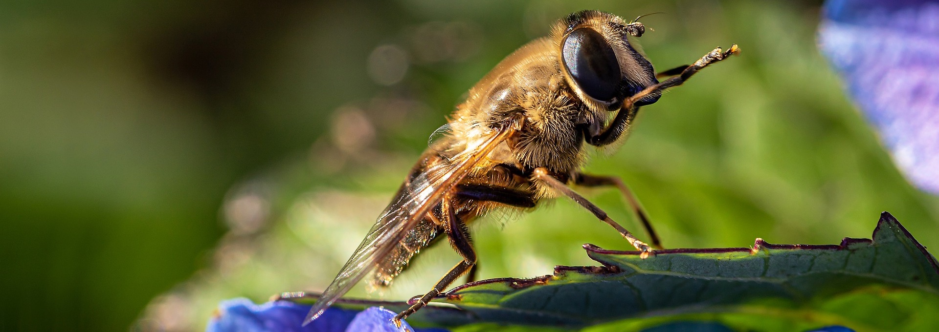bienen-mieten-und-bienen-leasen