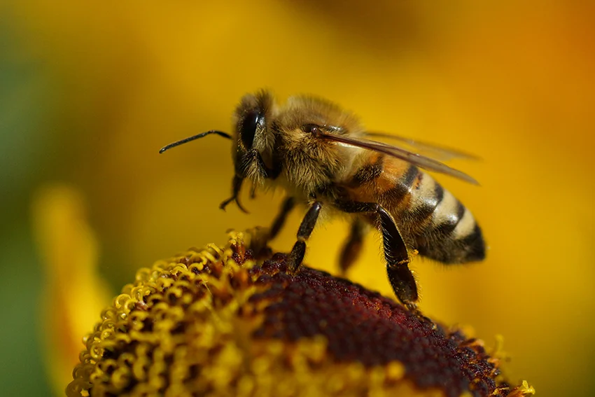 Was kostet einBienenvolk - Fotonachweis Matthias Hurst