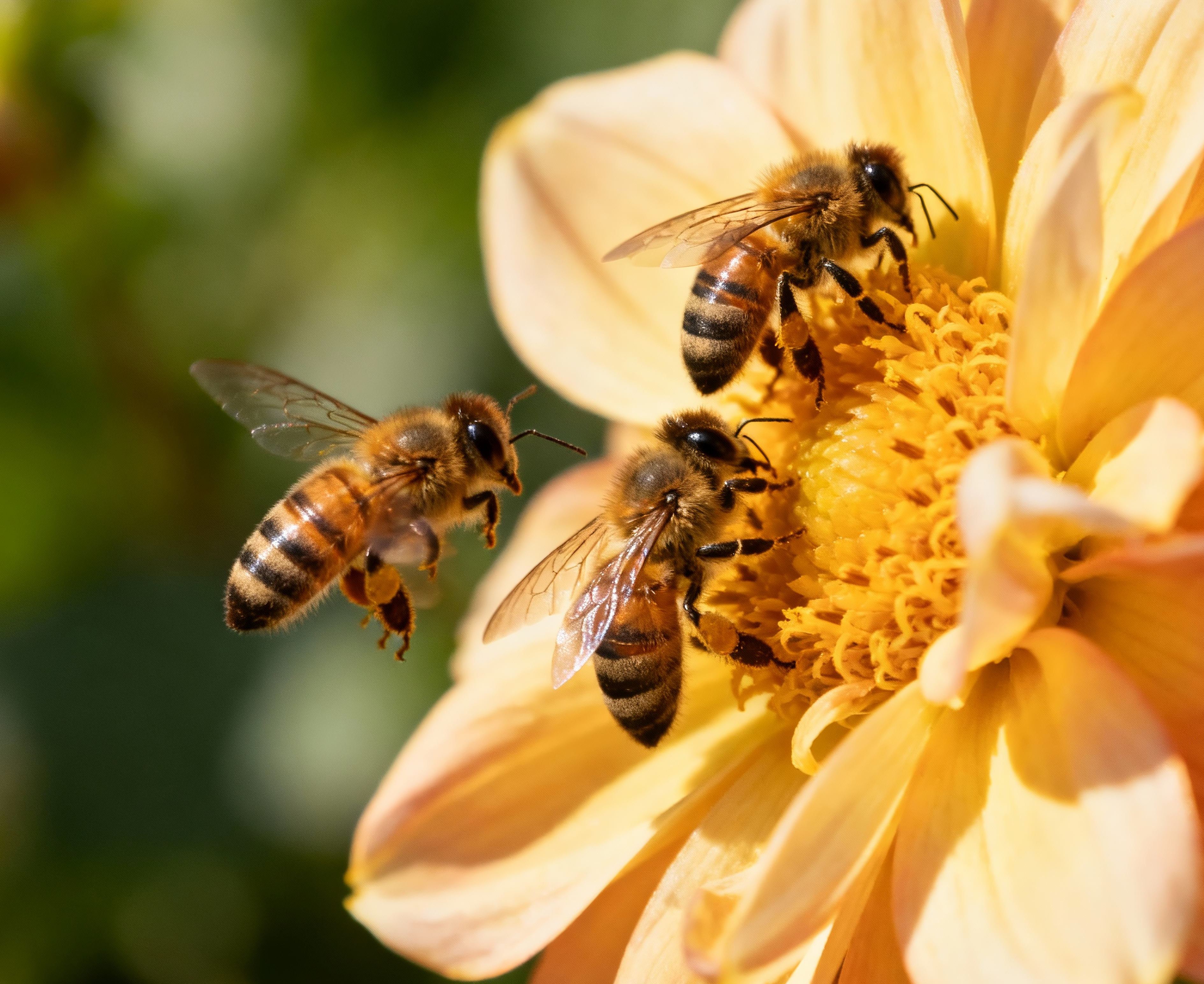 Bio Carnica Bienenkönigin belegstellenbegattet
