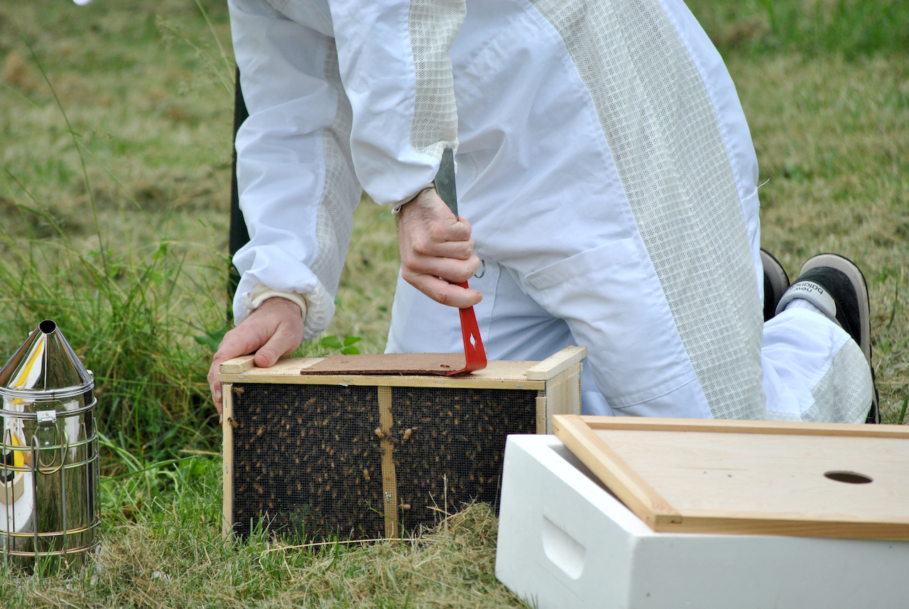 Buckfast Paketbienen standbegattet