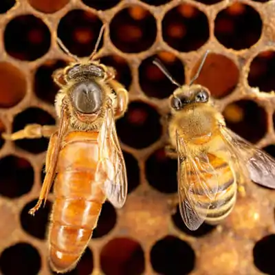 home_list_koeniginnen