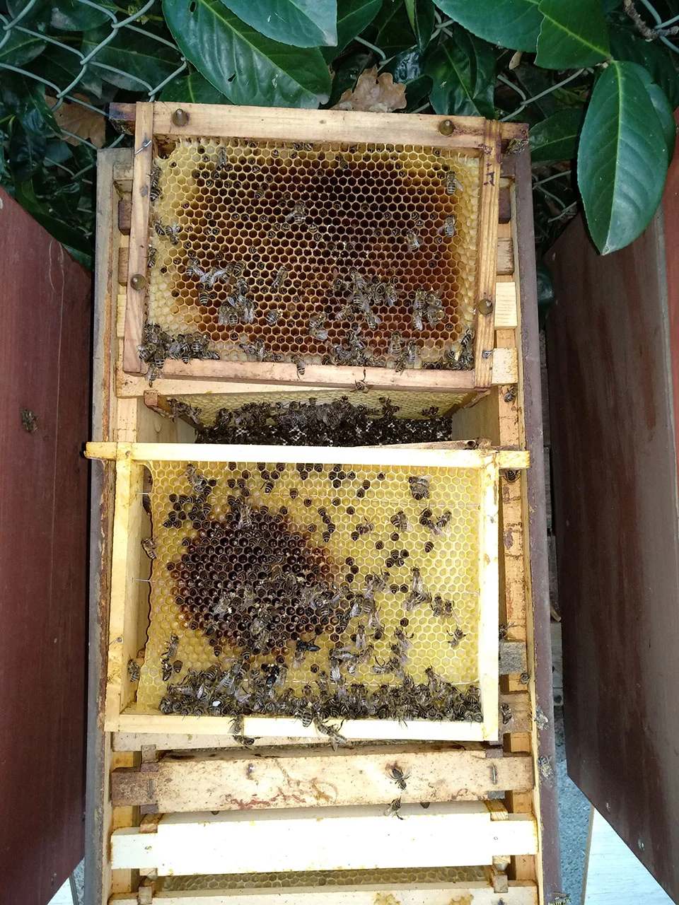 bienen-verhungert