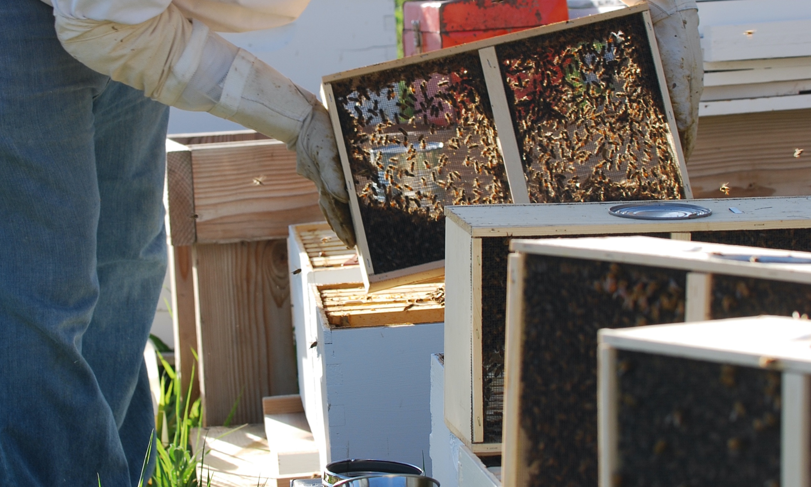 Carnica Bienenschwarm standbegattet