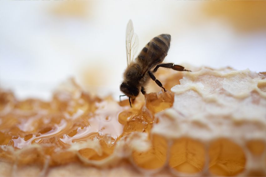 imker-blog-tipps_bienenzucht-profi-imkerarbeiten-kosten-hobbyimker-ausstattung