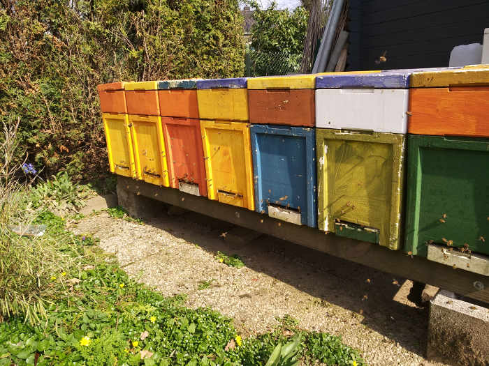 bienenflugwetter-maerz