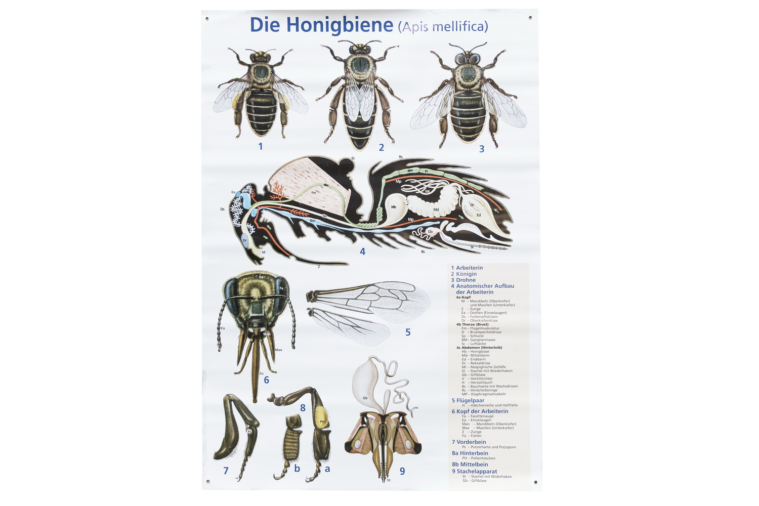 Lehrtafel Die Honigbiene