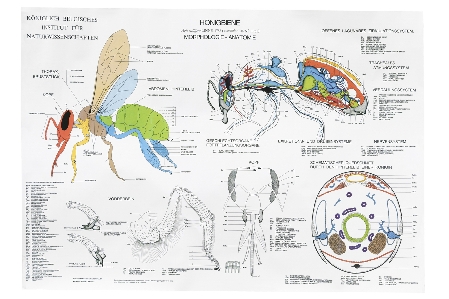 Lehrtafel Anatomie der Honigbiene