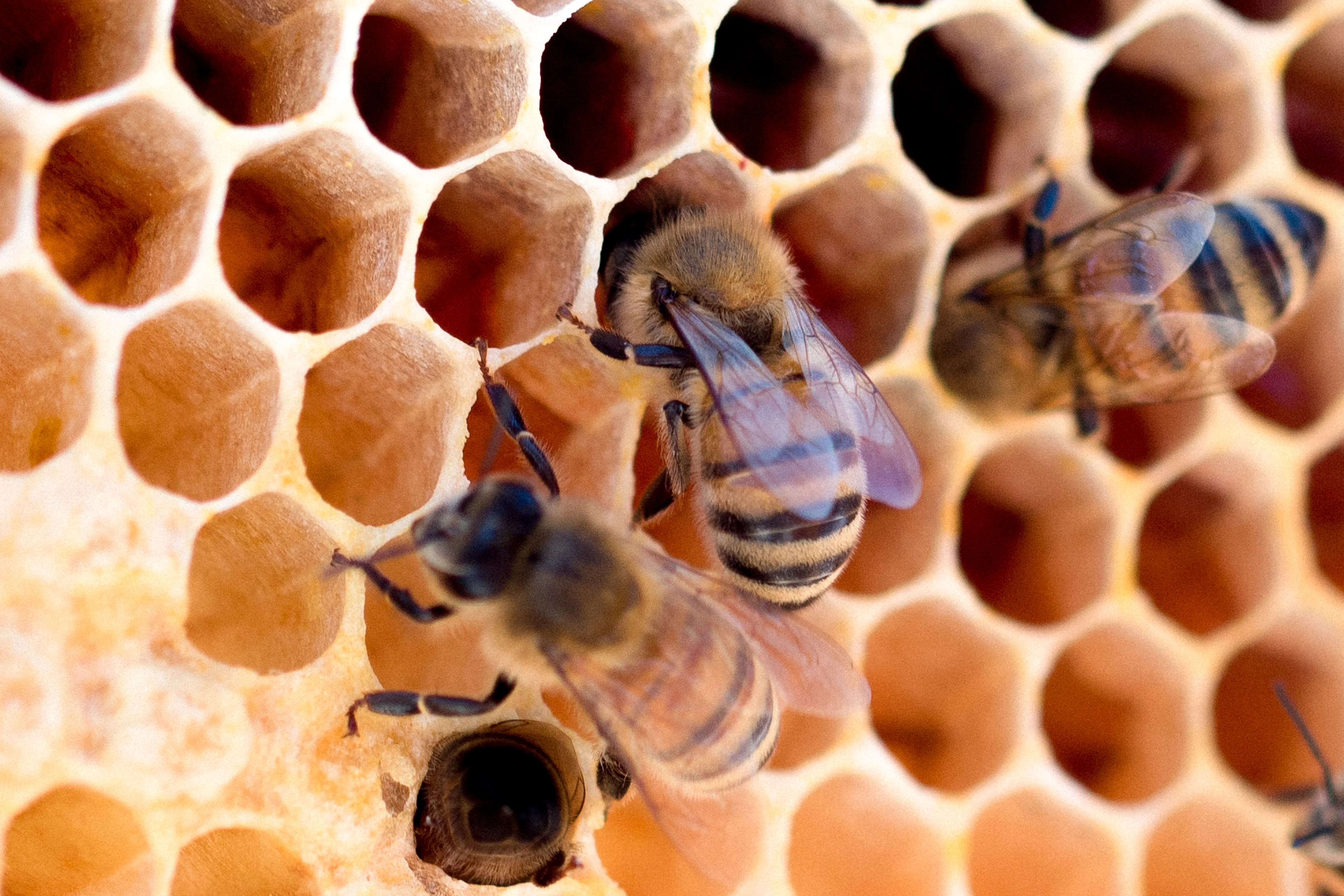 Bienen im April - Imker Blog Bienenzucht Profi
