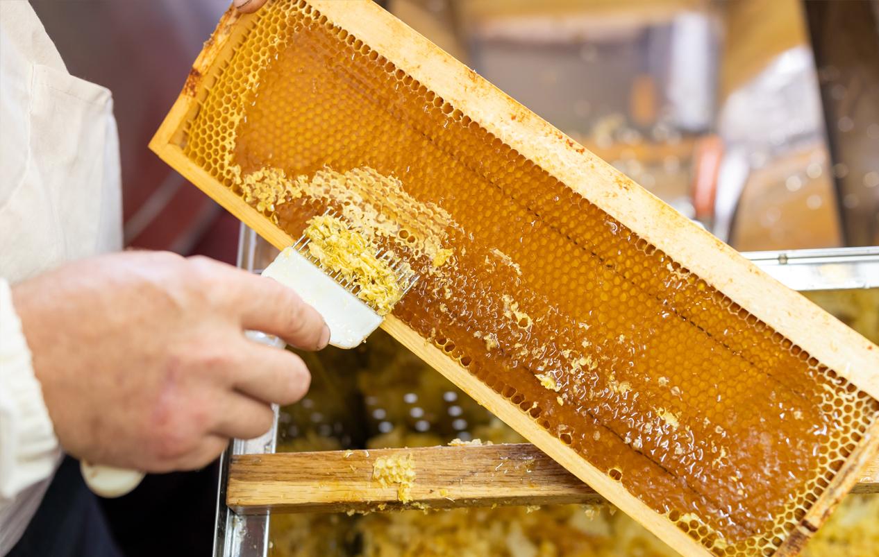 bienenzucht-profi-bzp-imker-blog-honigernte