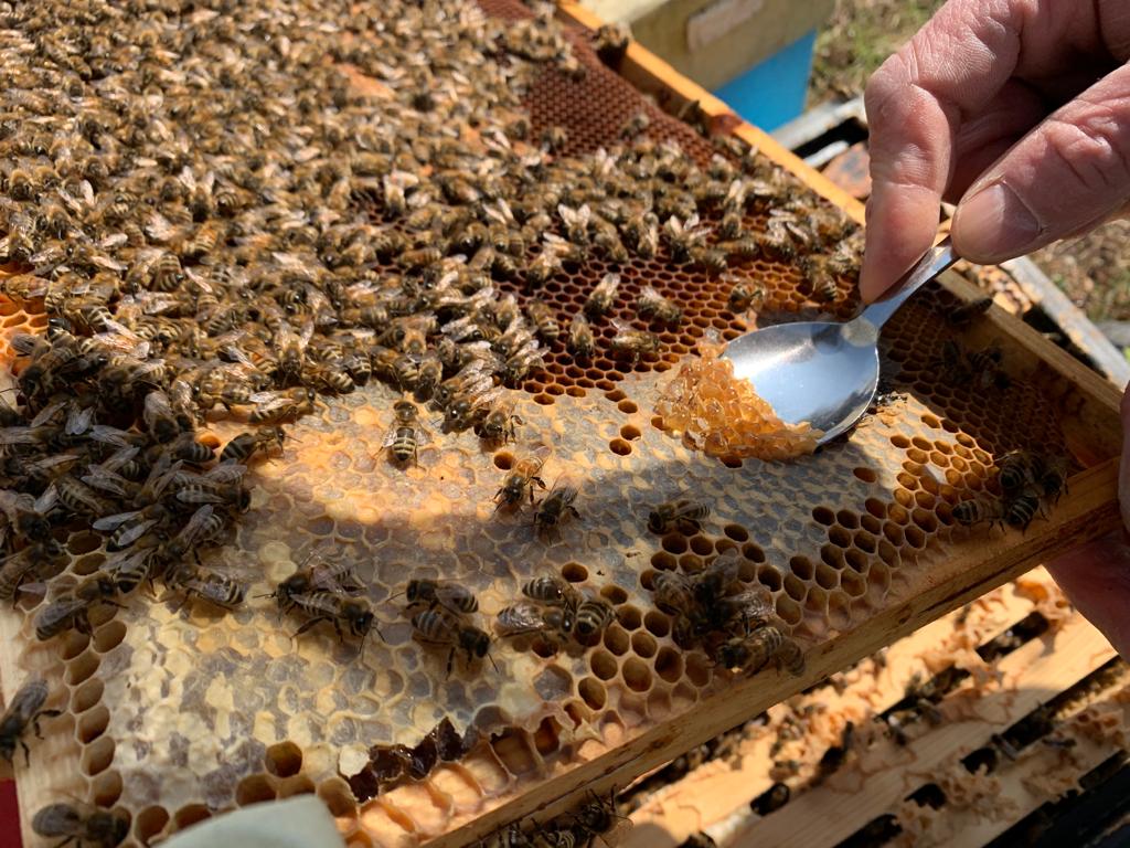 Faulbrutuntersuchung - Futterkranzprobe - Streichholzprobe