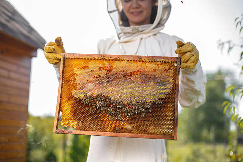 imker-blog-tipps_bienenvoelker-maerz-april