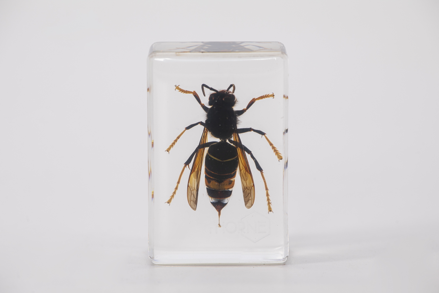 Anschauungsmodell Asiatische Hornisse