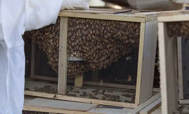 home_list_kunstschwaerme