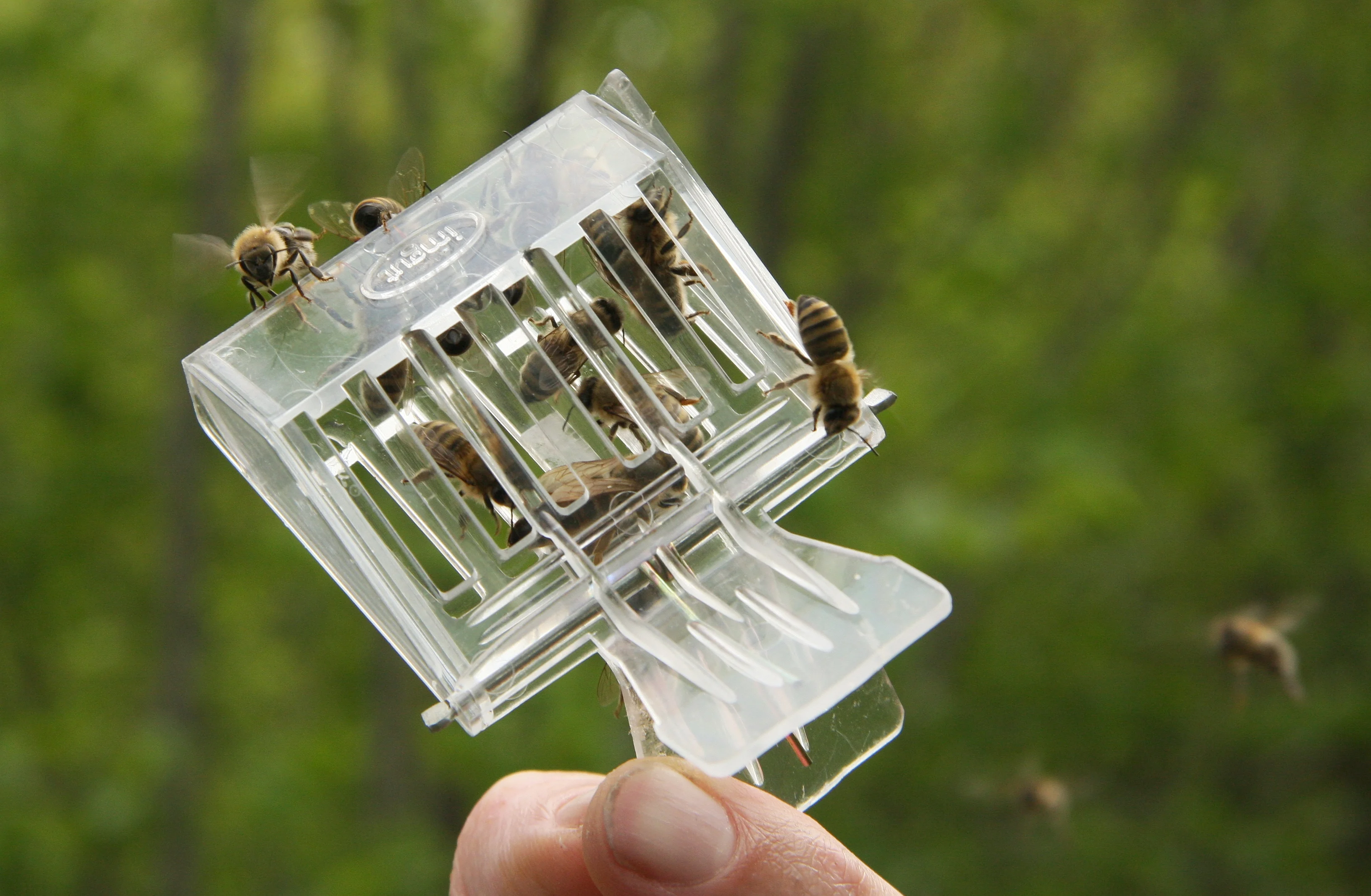 Bienen Konigin einsetzen