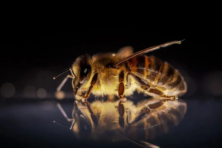 imker-blog-tipps_bienenzucht-profi-bienenarten-dunkle-biene