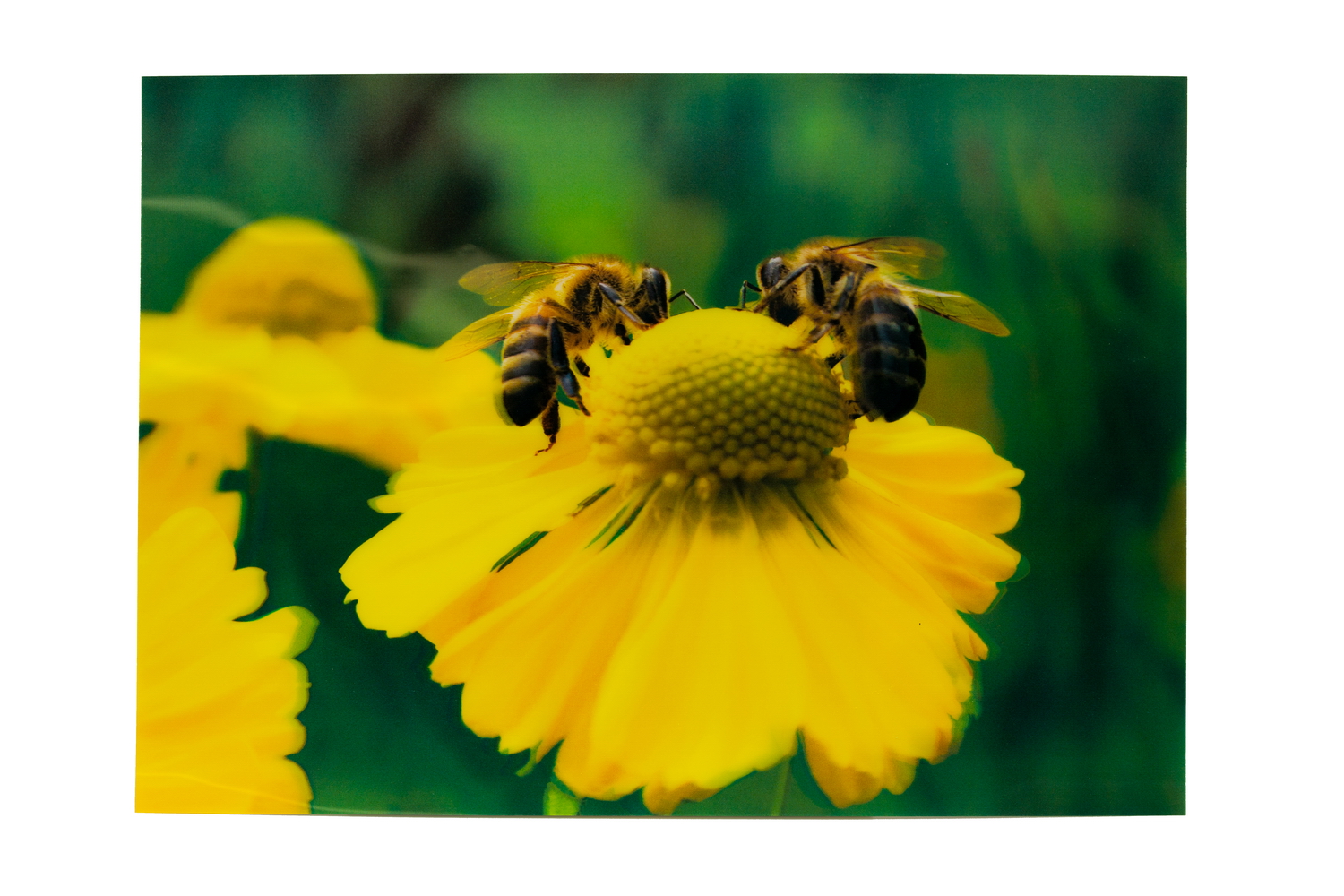 3D Magic picture "Bees on yellow flower"