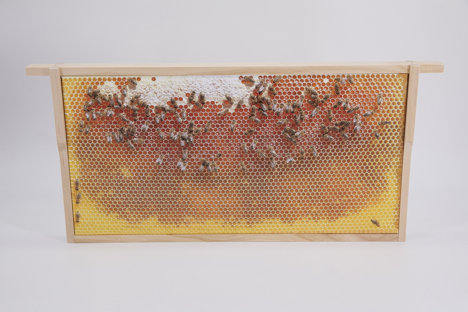 SIPA® Bilder-Rähmchen "Honigwabe leer"