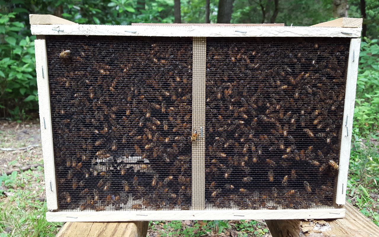 Kunstschwarm mit inselbegatteter Ligustica Königin