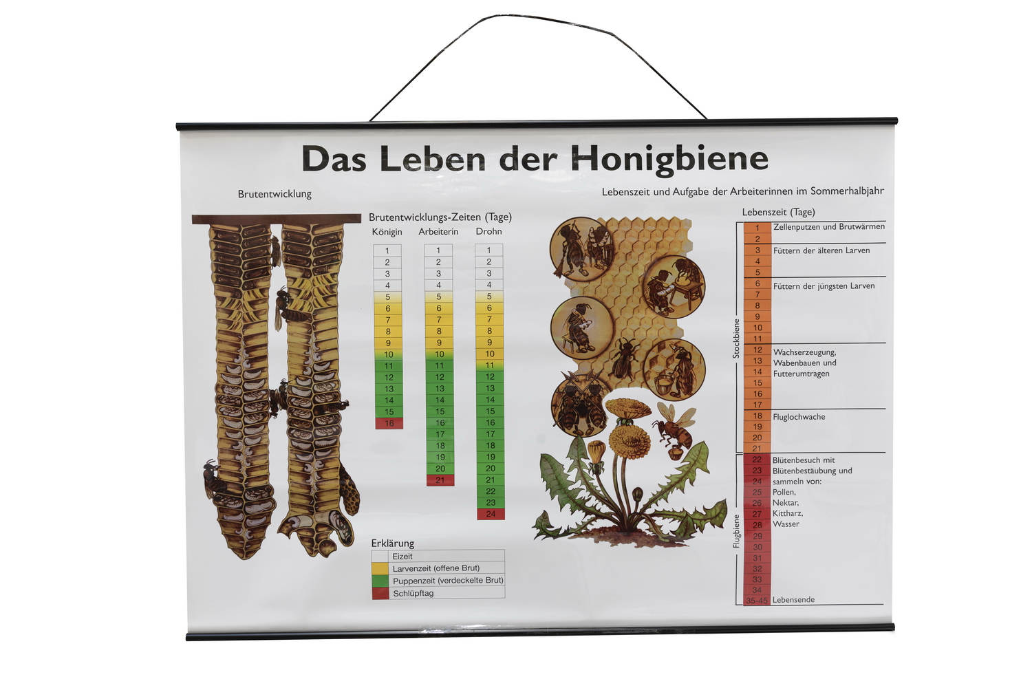 Lehrtafel Das Leben der Honigbiene