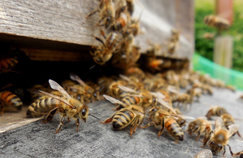 Carnica Sankt Johann Bienenvolk Zander Ableger 2026