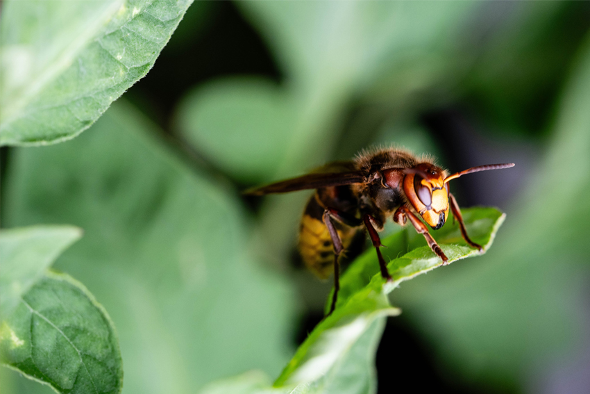 imker-blog-bienenzucht-profi-schutz-vor-bienenfeinden-hornissen-wespen-maeuse