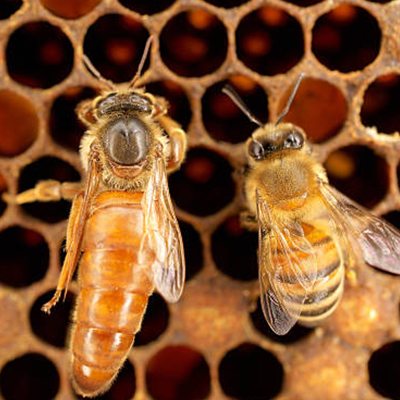 Bienenzucht Profi - Koeniginnen