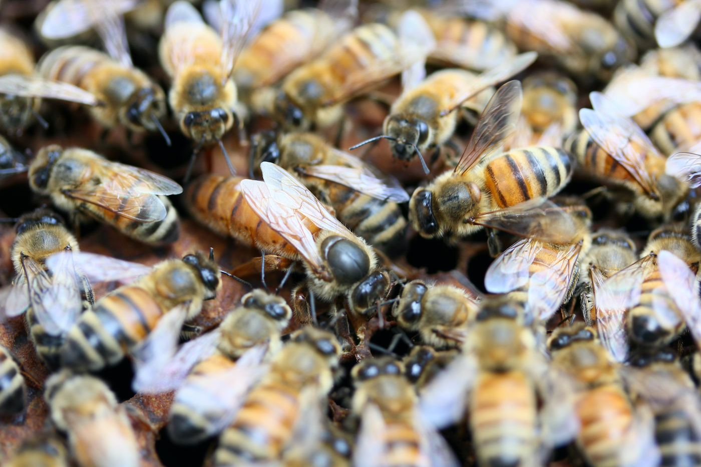 Bienenableger Langstroth Carnica 2026