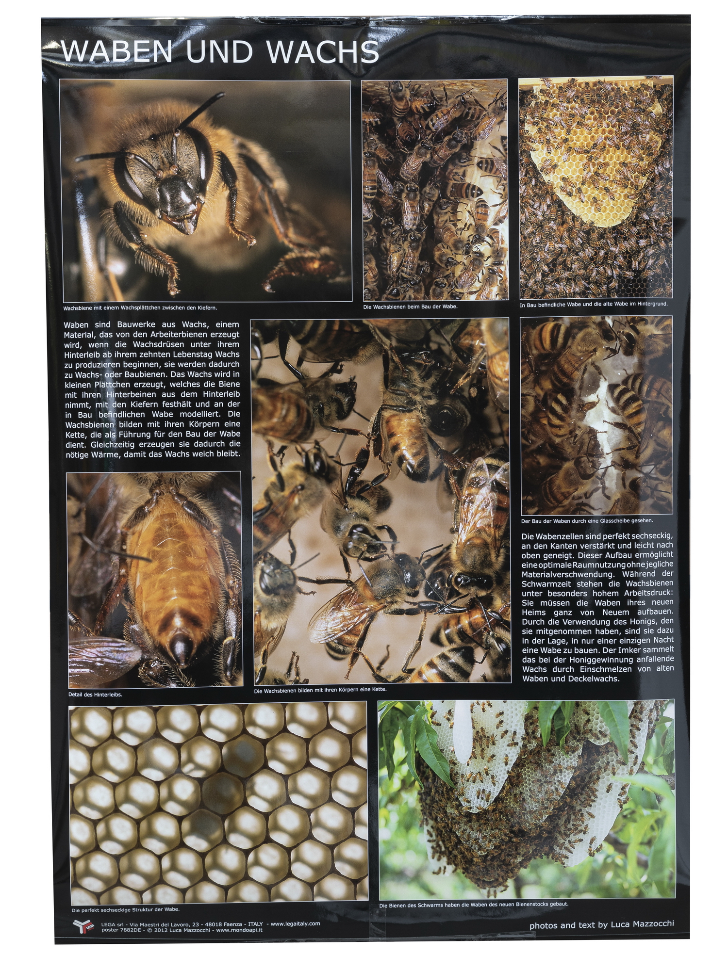 Poster Waben und Wachs