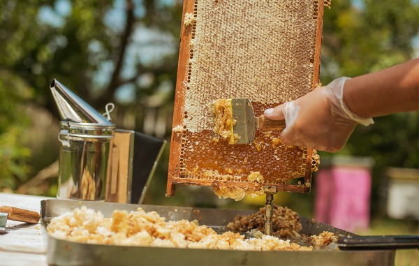 entdeckelung-honigwaben-honigernte