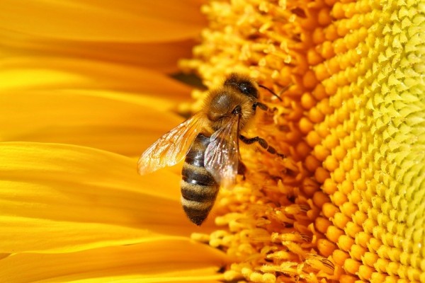 Reine des abeilles Carnica inséminée