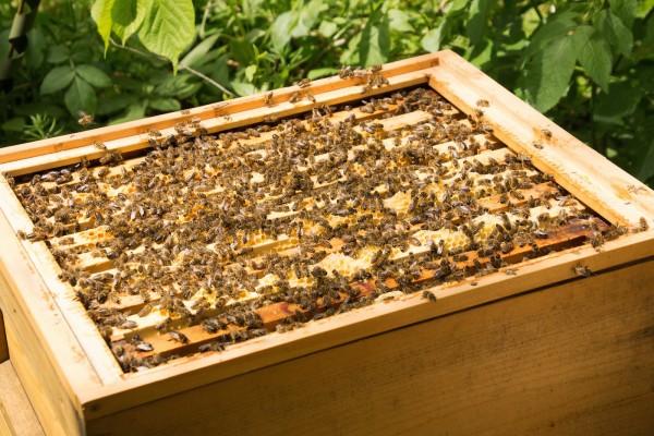 Buckfast bee hive Deutsch Normal (DN)