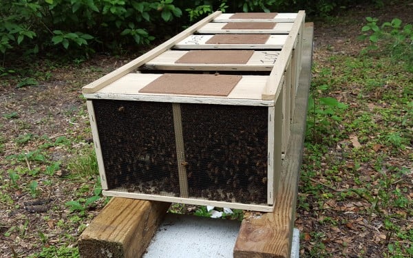Buckfast essaim d'abeilles station de fécondation