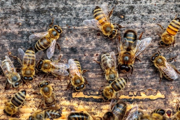 Colonie d'abeilles Ligustica Deutsch Normal (DN)